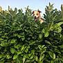 animal, bush, canine, daytime, dog, foliage, greenery, happy, head, leaves, nature, outdoor, pet, plant, playful, sky, smiling, summer, sunlight, tongue_out