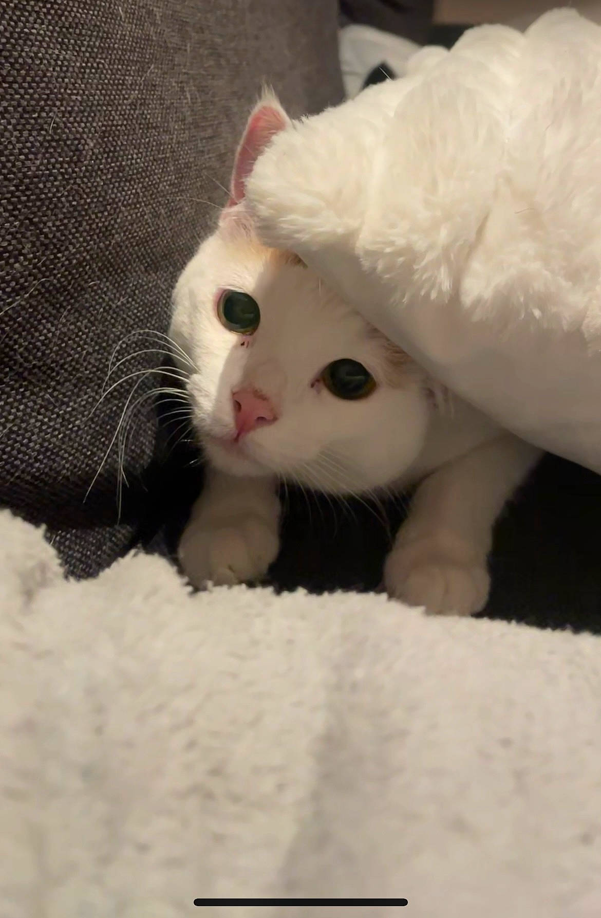 Nala a rejoint le concours — aidez-le/la à gagner de superbes lots ! carnivore, cat, claw, comfort, domestic_short_haired_cat, eye, eyebrow, eyelash, fawn, felidae, fur, head, human_body, paw, small_to_medium_sized_cats, snout, snow, tail, terrestrial_animal, whiskers