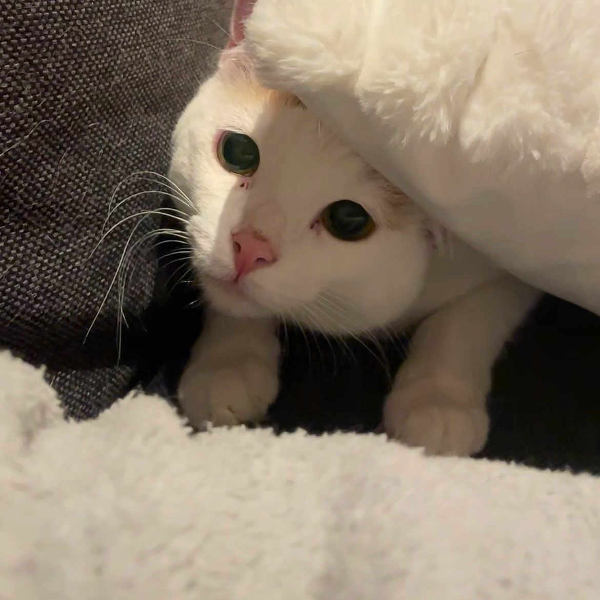 Nala