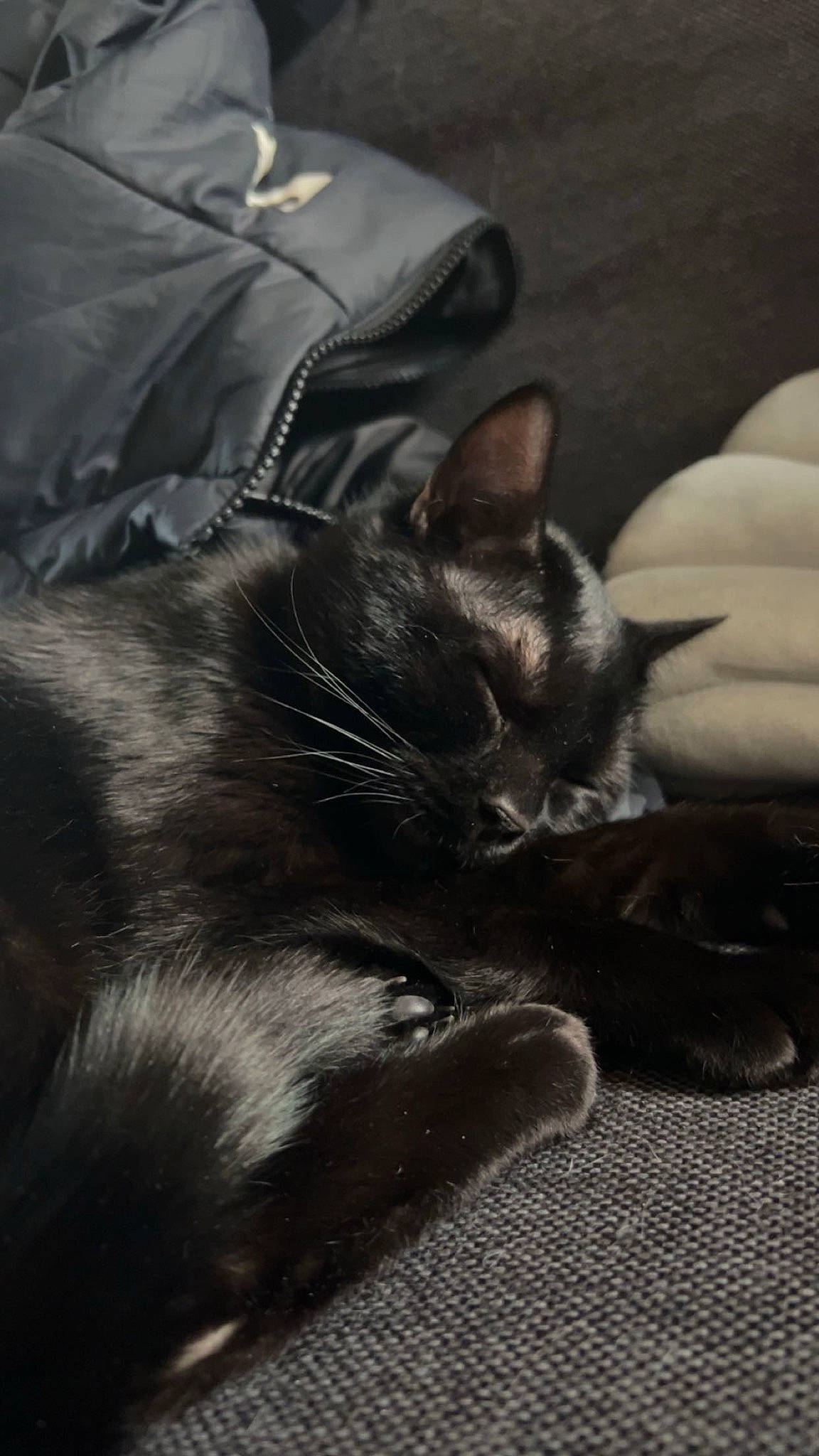 Shadow participe au concours pour gagner de l'argent avec cette photo : black_cat, bombay, carnivore, cat, comfort, domestic_short_haired_cat, eye, felidae, fur, grey, monochrome_photography, nap, paw, sitting, sleeve, small_to_medium_sized_cats, snout, tail, terrestrial_animal, whiskers