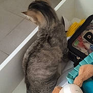 Murph a rejoint le concours — aidez-le/la à gagner de superbes lots ! animal, back, cat, container, curious, dog_toy, door, drawer, ear, fabric, feline, floor_tile, home, indoor, pet, plush_toy, storage, stuffed_animal, tabby_cat, tail