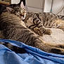 Murph a rejoint le concours — aidez-le/la à gagner de superbes lots ! animal, bed, blanket, blue_blanket, cat, cozy, cute, domestic_animal, feline, fur, indoor, pet, relaxation, resting, sleeping, snuggling, soft, striped, tabby_cat, two_cats