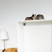 Murph a rejoint le concours — aidez-le/la à gagner de superbes lots ! kitten, cat, tabby, shelf, indoor, lamp, cushion, cozy, resting, feline, pet, white_wall, minimalist, fur, cute, animal, home, quiet, sleeping, companion