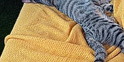 Funky participe au concours pour gagner de l'argent avec cette photo : cat, tabby_cat, sleeping, blanket, yellow, indoor, cozy, feline, resting, pets, animal, fur, whiskers, tail, comfort, relaxation, couch, snuggling, two_cats, domestic_cat