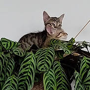 Funky a rejoint le concours — aidez-le/la à gagner de superbes lots ! cat, kitten, tabby, plant, houseplant, leaf, green, pet, animal, curious, indoor, feline, young, cute, nature, eyes, ears, fur, resting, playful