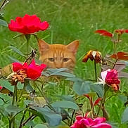 Pumpkin is registered to the contest to win money with this photo: cat, orange_cat, flowers, roses, greenery, garden, outdoor, nature, plants, foliage, pet, animal, hidden, peek, grass, summer, colorful, leaf, curious, closeup