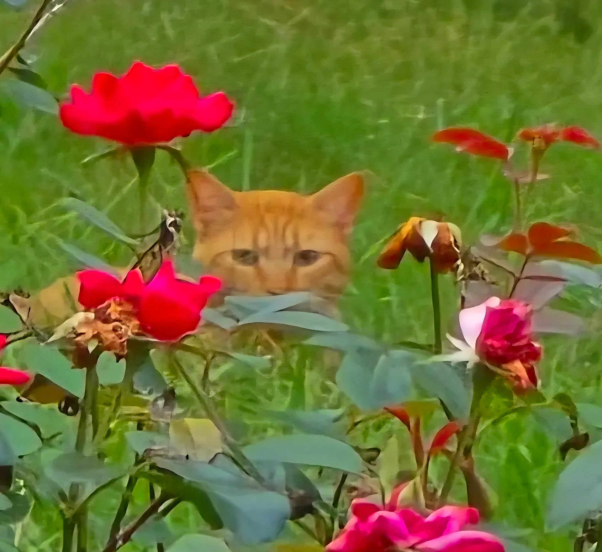 Pumpkin is registered to the contest to win money with this photo: cat, orange_cat, flowers, roses, greenery, garden, outdoor, nature, plants, foliage, pet, animal, hidden, peek, grass, summer, colorful, leaf, curious, closeup