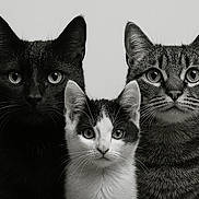 Max joined the competition — help win amazing prizes! cat, black_cat, tabby_cat, kitten, portrait, black_and_white, animal, pet, feline, whiskers, ears, eyes, close_up, studio, mammal, indoor, looking_at_camera, three_animals, face, cute