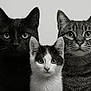 cat, black_cat, tabby_cat, kitten, portrait, black_and_white, animal, pet, feline, whiskers, ears, eyes, close_up, studio, mammal, indoor, looking_at_camera, three_animals, face, cute