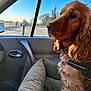 Usia a rejoint le concours — aidez-le/la à gagner de superbes lots ! animal, calm, car_interior, collar, countryside, dog, dog_bed, fence, fur, golden_retriever, harness, morning, nature, pet, seat, side_view, sunlight, travel, trees, window