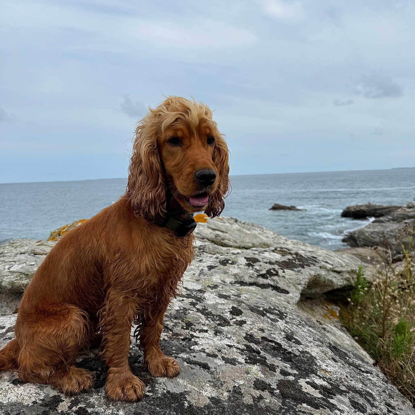 Usia participe au concours pour gagner de l'argent avec cette photo : animal, calm, cloudy_sky, coast, collar, daytime, dog, ears, fur, golden_brown, landscape, mammal, nature, ocean, outdoor, pet, rock, sitting, water, waves