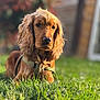 animal, canine, close_up, daylight, dog, domestic_animal, fur, garden, golden_brown, grass, leash, long_ears, mammal, nature, outdoor, pet, portrait, relaxed, sunlight, young_dog