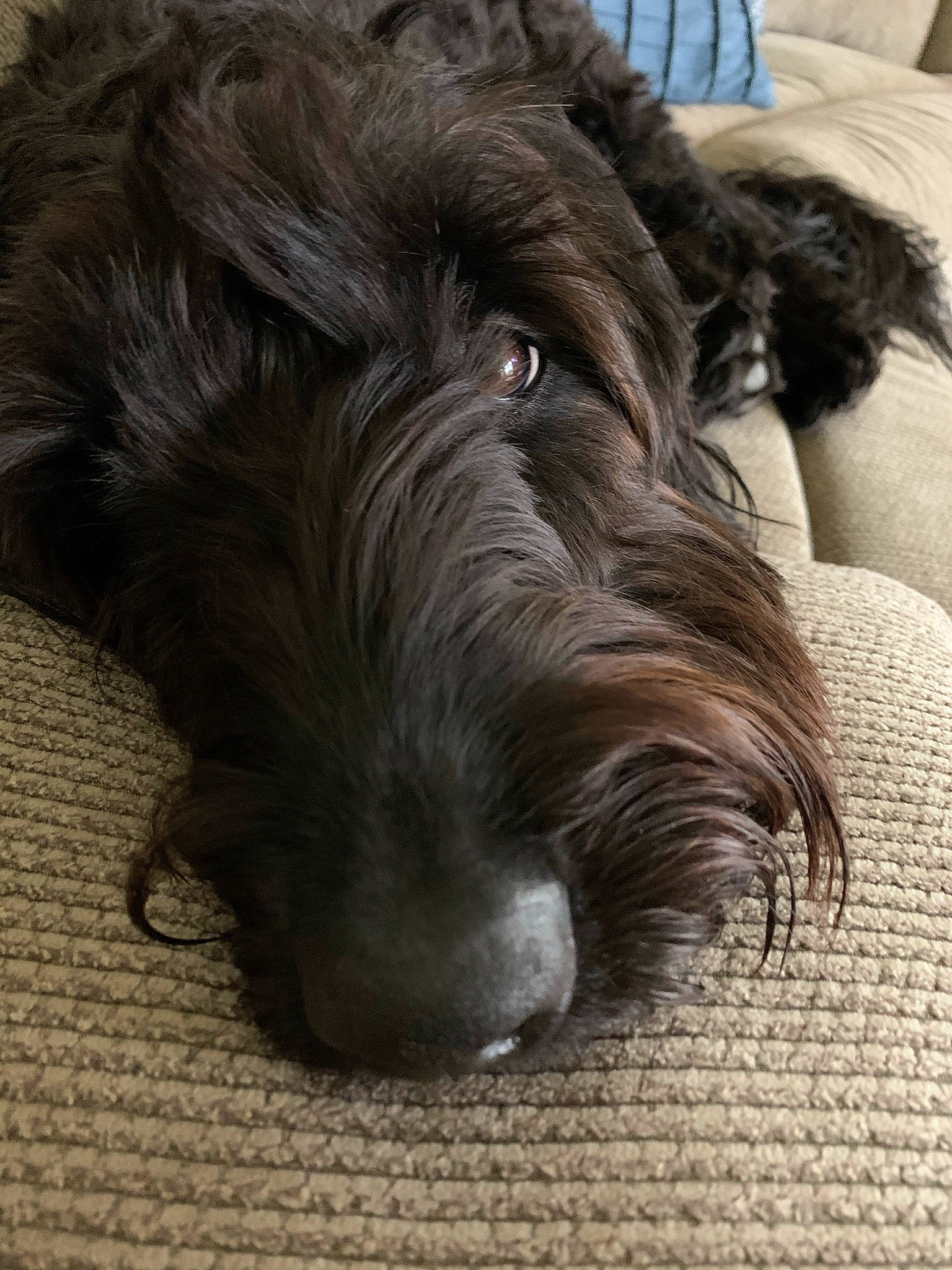 Rylie is registered to the contest to win money with this photo: canidae, carnivore, companion_dog, dog, dog_breed, fur, liver, small_terrier, snout, sporting_group, stichelhaar, terrestrial_animal, terrier, water_dog, working_animal