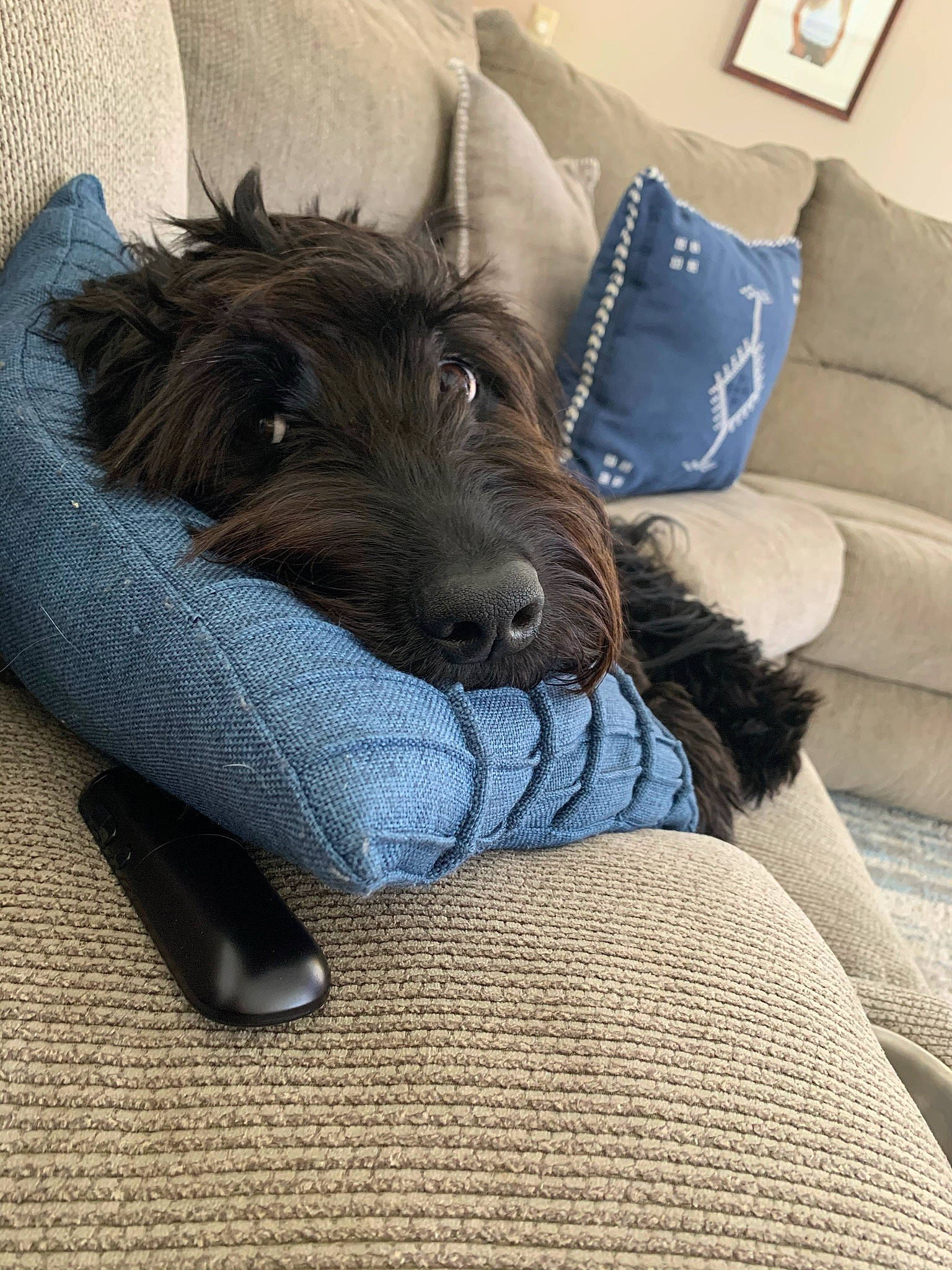 Rylie joined the competition — help win amazing prizes! blue, carnivore, comfort, companion_dog, couch, dog, dog_breed, flooring, fur, grey, living_room, picture_frame, pillow, sitting, small_terrier, sporting_group, standard_schnauzer, terrier, toy_dog, water_dog