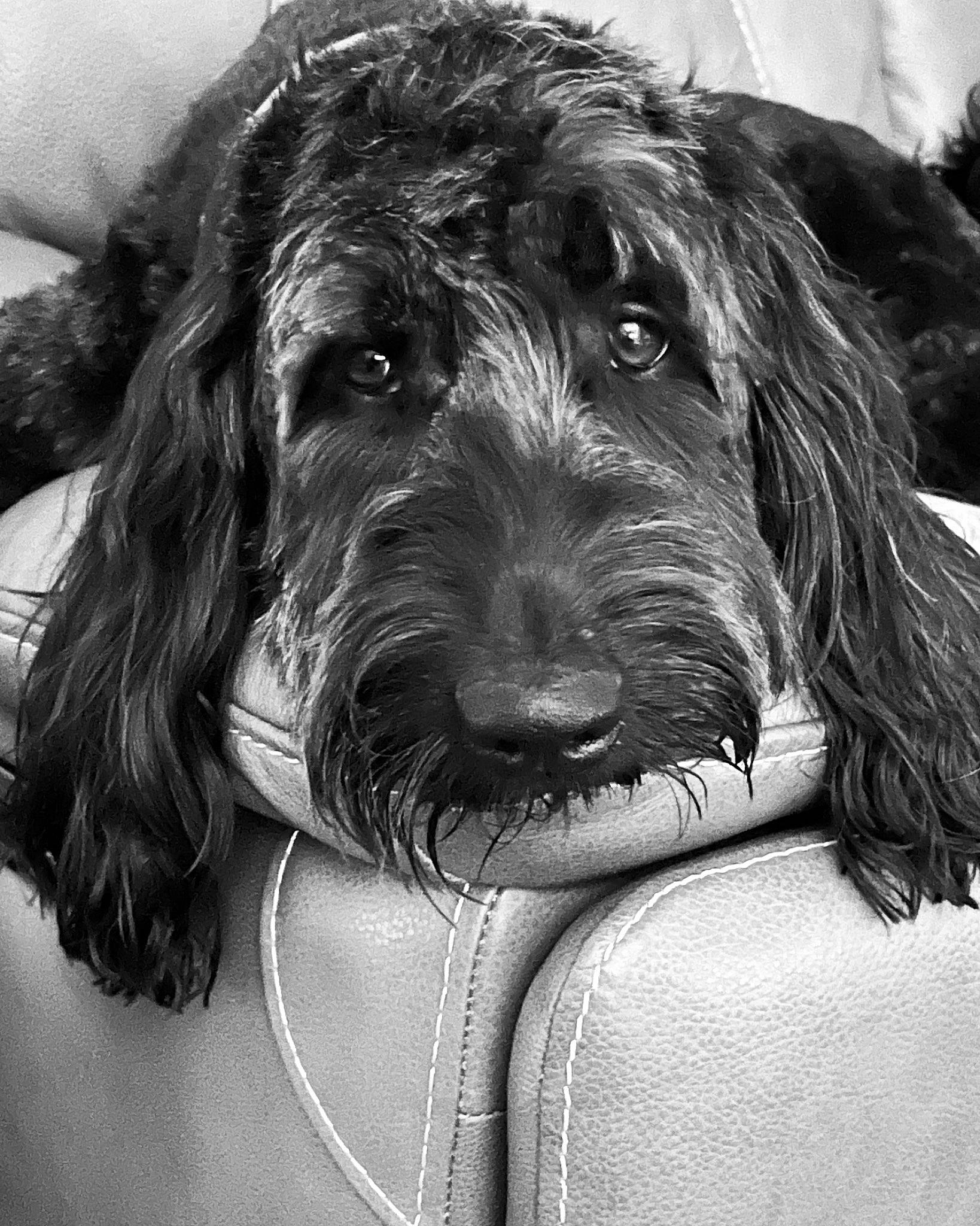 Rylie joined the competition — help win amazing prizes! art, canidae, carnivore, circle, companion_dog, dog, dog_breed, dog_collar, fur, giant_dog_breed, liver, monochrome, monochrome_photography, smile, snout, sporting_group, style, water_dog, working_animal