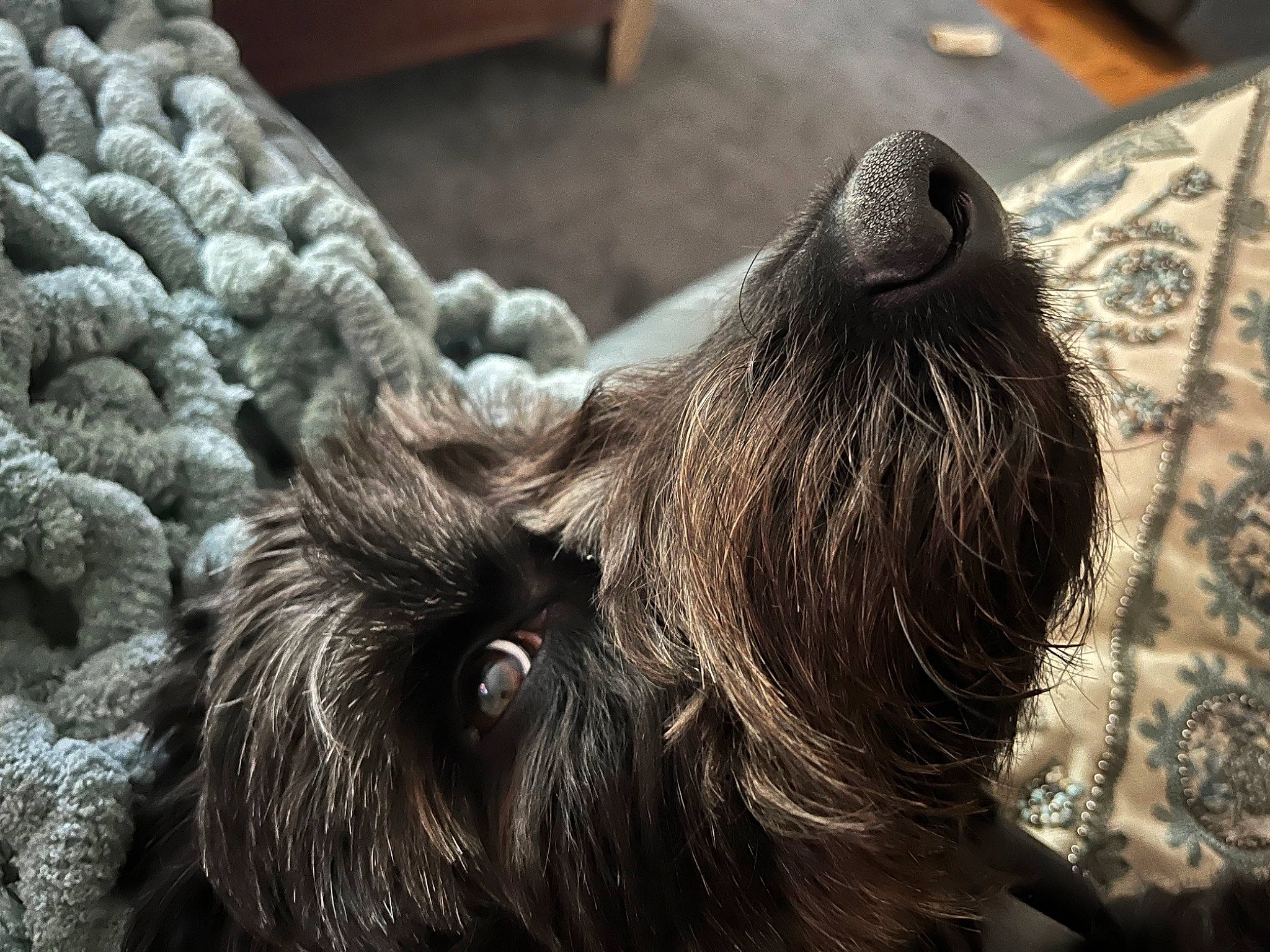 Rylie joined the competition — help win amazing prizes! canidae, claw, companion_dog, dog_breed, fawn, felidae, fur, liver, paw, primate, small_to_medium_sized_cats, snout, sporting_group, terrestrial_animal, whiskers, wildlife, wood, working_animal, wrinkle, zoo