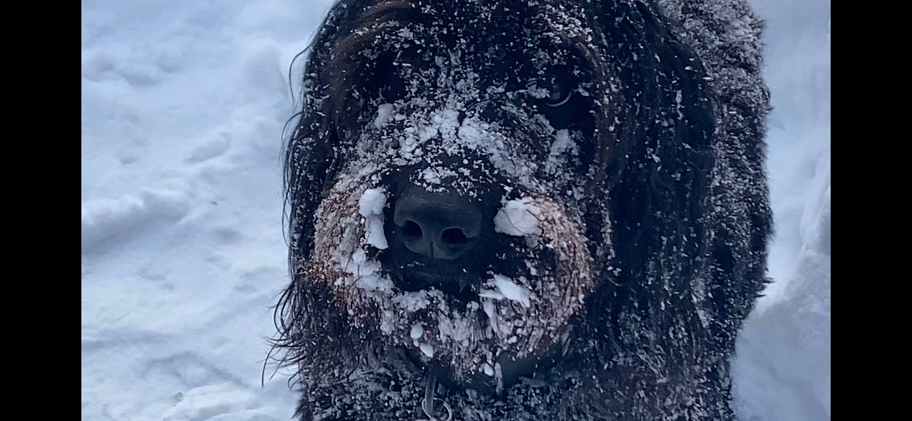 Rylie is registered to the contest to win money with this photo: arctic, bird_of_prey, canidae, carnivore, circle, dog_breed, freezing, frost, fur, geological_phenomenon, marine_mammal, snout, snow, sporting_group, whiskers, wildlife, wind_wave, winter, working_animal