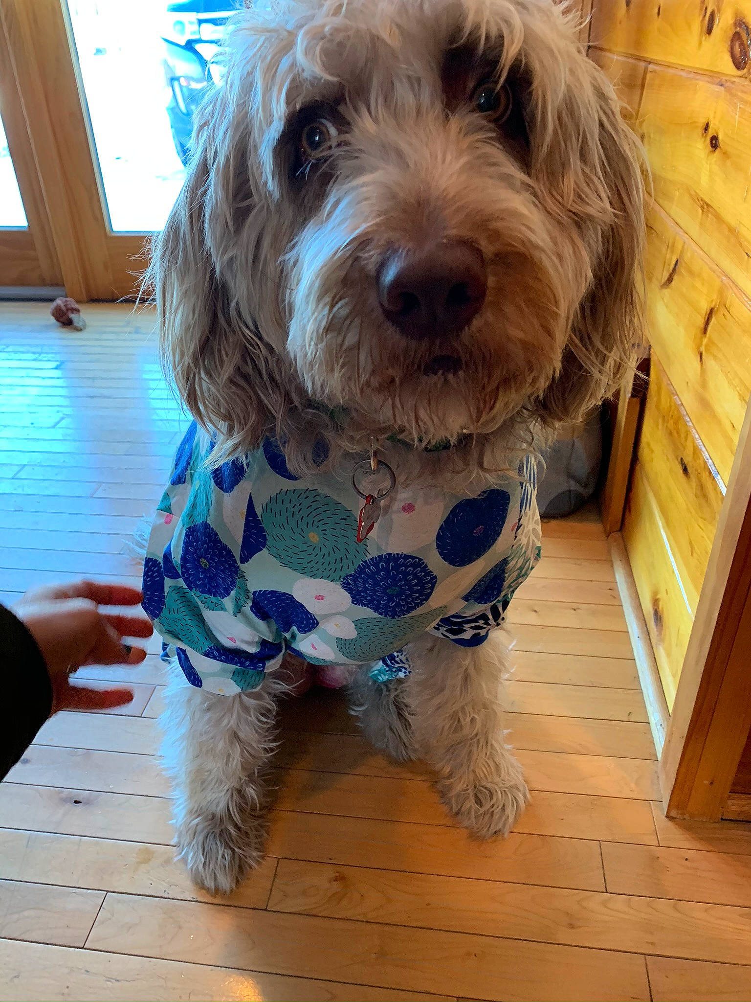 Finley joined the competition — help win amazing prizes! cabinetry, canidae, carnivore, companion_dog, dog, dog_breed, dog_clothes, dog_supply, flooring, fur, hardwood, liver, maltepoo, small_terrier, snout, sporting_group, terrier, toy_dog, wood, wood_stain