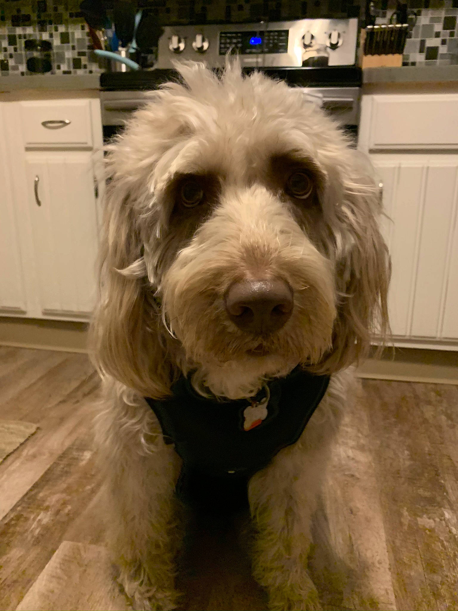Finley joined the competition — help win amazing prizes! cabinetry, canidae, carnivore, companion_dog, dog, dog_breed, dog_collar, flooring, fur, giant_dog_breed, home_appliance, kitchen_appliance, small_terrier, snout, sporting_group, terrier, toy_dog, water_dog, wood, working_animal