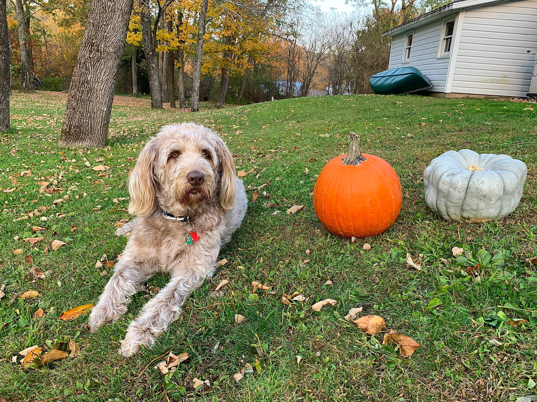 Finley joined the competition — help win amazing prizes! calabaza, carnivore, companion_dog, cucurbita, dog, dog_breed, garden, gourd, grass, gun_dog, lawn, plant, pumpkin, sky, terrier, toy_dog, tree, vegetable, water_dog, winter_squash