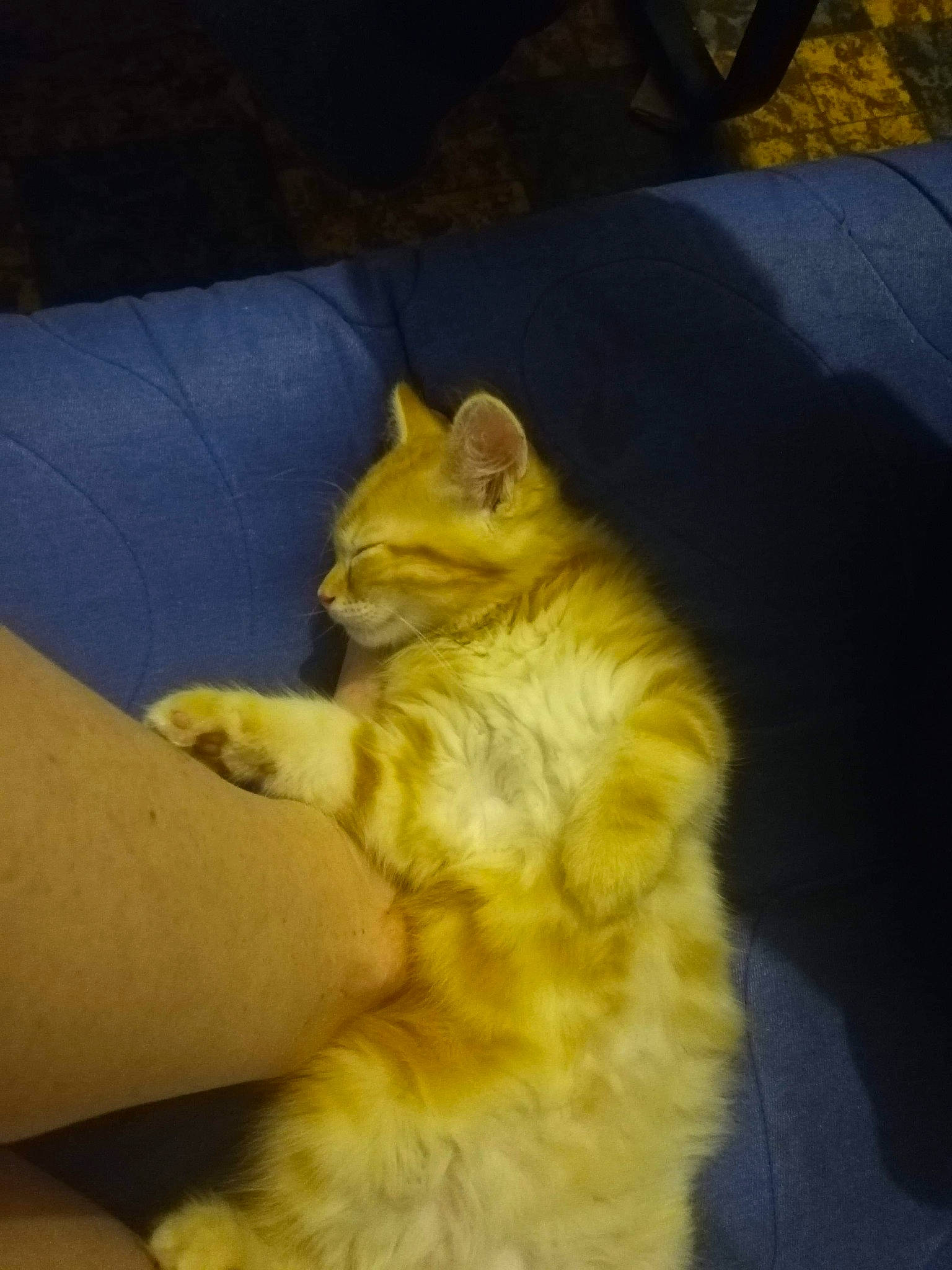 Bambi participe au concours pour gagner de l'argent avec cette photo : canidae, carnivore, cat, domestic_long_haired_cat, european_shorthair, fawn, felidae, kitten, norwegian_forest_cat, persian, polydactyl_cat, small_to_medium_sized_cats, tail, whiskers