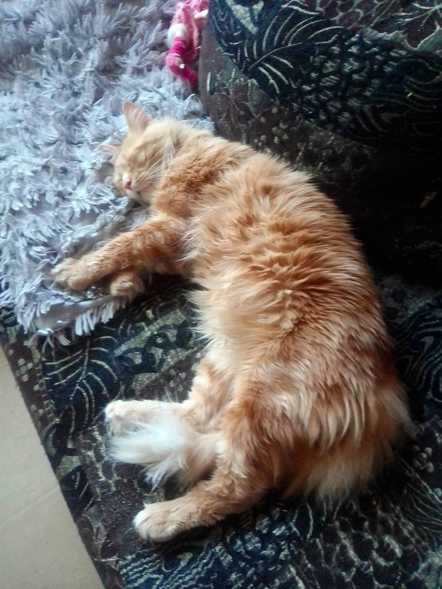 Bambi a rejoint le concours — aidez-le/la à gagner de superbes lots ! canidae, carnivore, cat, cavapoo, dog_breed, domestic_long_haired_cat, european_shorthair, fawn, felidae, fur, goldendoodle, kitten, maine_coon, mammal, selkirk_rex, small_to_medium_sized_cats, tabby_cat, tail, whiskers