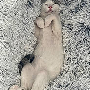 Abbie a rejoint le concours — aidez-le/la à gagner de superbes lots ! cat, sleeping, fluffy, white, gray, cozy, blanket, soft, relaxed, cute, pet, fur, nap, indoor, comfort, paws, tail, resting, closeup, feline