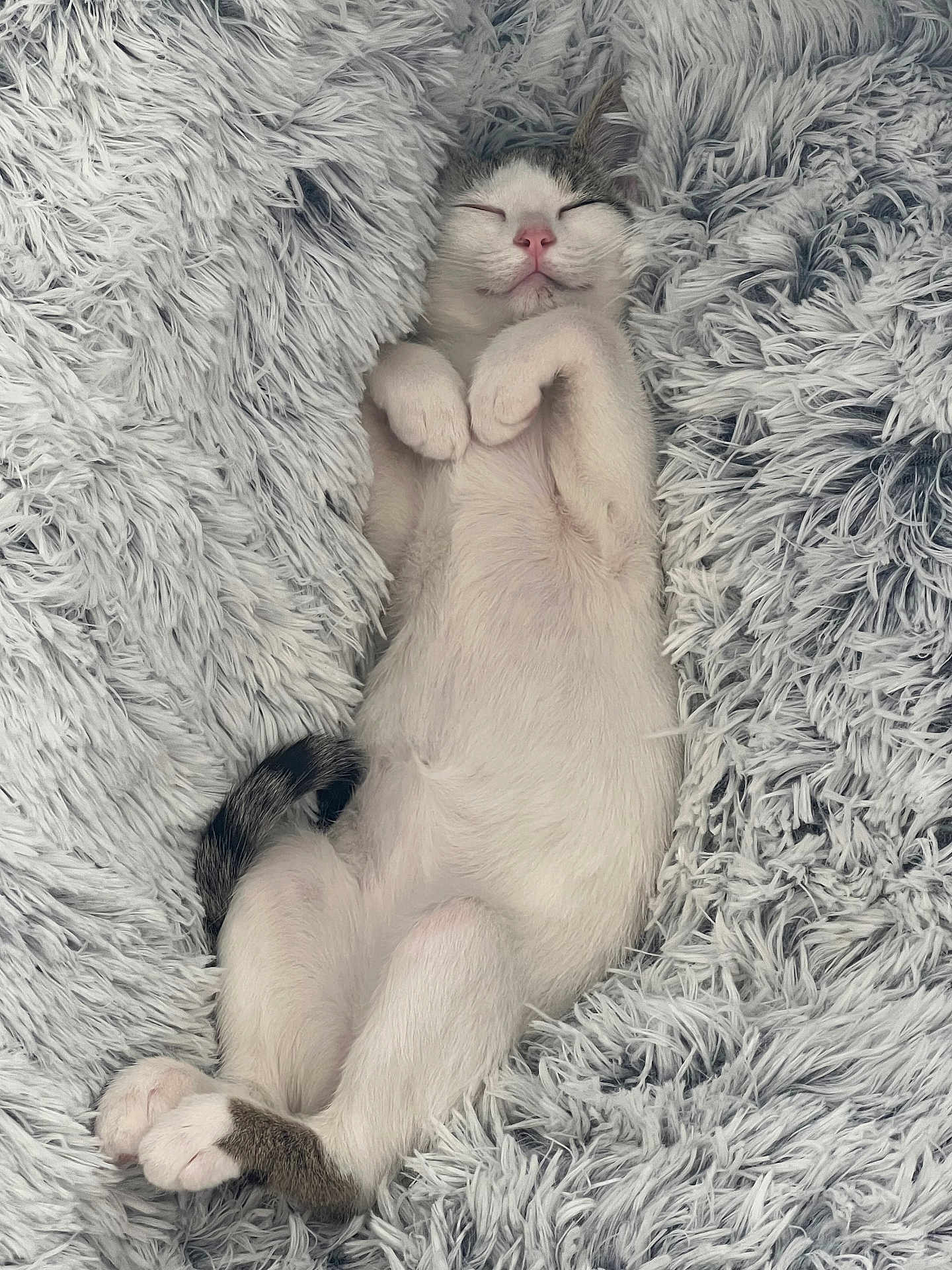 Abbie a rejoint le concours — aidez-le/la à gagner de superbes lots ! cat, sleeping, fluffy, white, gray, cozy, blanket, soft, relaxed, cute, pet, fur, nap, indoor, comfort, paws, tail, resting, closeup, feline