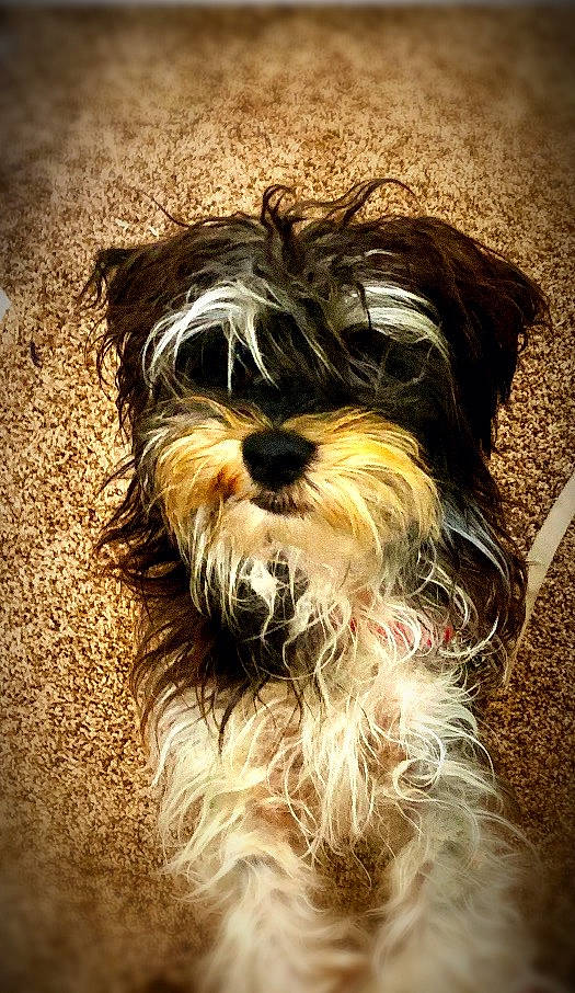 Arlo joined the competition — help win amazing prizes! biewer_terrier, canidae, carnivore, companion_dog, dog, dog_breed, mammal, miniature_schnauzer, morkie, puppy, rare_breed_dog, schnauzer, schnoodle, snout, sporting_group, standard_schnauzer, terrier, tibetan_terrier, toy_dog, vertebrate