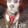 animal, brown_and_white_dog, carpet, cute, decor, dog, furniture, household, human_feet, indoor, jeans, looking_at_camera, pet, playful, red_harness, shoes, sitting, spiked_collar, sunglasses, text_overlay
