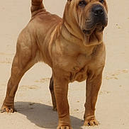 Jeïko participe au concours pour gagner de l'argent avec cette photo : dog, shar_pei, sand, wrinkled_skin, curled_tail, pet, animal, outdoor, standing, alert, canine, mammal, beach, fur, portrait, four_legs, brown, sunlight, nature, companion