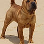 dog, shar_pei, sand, wrinkled_skin, curled_tail, pet, animal, outdoor, standing, alert, canine, mammal, beach, fur, portrait, four_legs, brown, sunlight, nature, companion