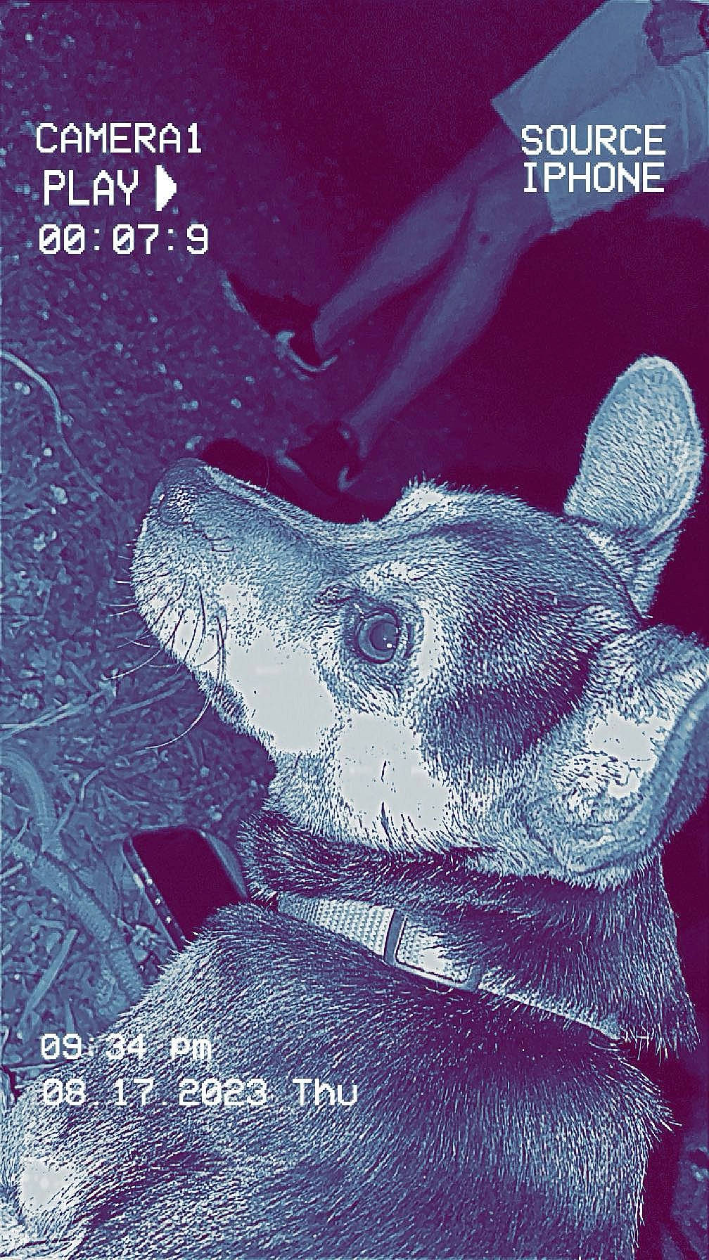 Joker a rejoint le concours — aidez-le/la à gagner de superbes lots ! art, book_cover, electric_blue, fiction, font, fur, graphic_design, illustration, magenta, marine_mammal, organism, photo_caption, poster, rodent, snout, terrestrial_animal, visual_arts, whiskers, wildlife