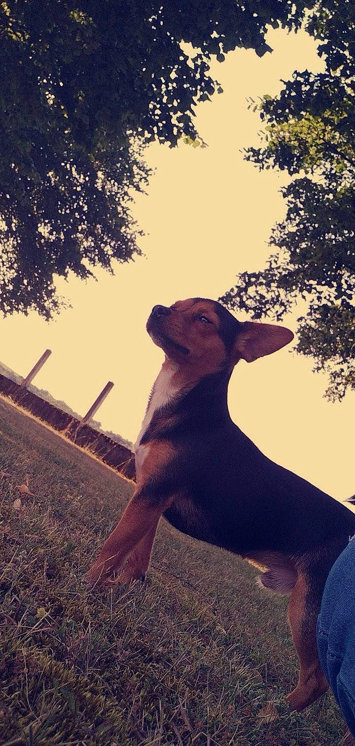 Joker a rejoint le concours — aidez-le/la à gagner de superbes lots ! branch, carnivore, companion_dog, dog, dog_breed, fawn, flash_photography, gesture, grass, happy, landscape, people_in_nature, plant, sky, snout, tail, tints_and_shades, tree, wood, working_animal