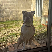 Asko a rejoint le concours — aidez-le/la à gagner de superbes lots ! animal, brick_wall, collar, curious, daylight, dog, domestic_animal, fence, glass_door, grass, looking_in, mammal, outdoor, pet, shadow, standing, stone_path, sunlight, window, yard