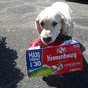 Lord participe au concours pour gagner de l'argent avec cette photo : animal, beer_carton, canine, cardboard_box, chewing, daylight, dog, empty_box, funny, golden_retriever, mouth, nature, outdoor, pavement, pet, playful, retriever, shadow, street, sunlight
