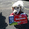 animal, beer_carton, canine, cardboard_box, chewing, daylight, dog, empty_box, funny, golden_retriever, mouth, nature, outdoor, pavement, pet, playful, retriever, shadow, street, sunlight