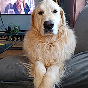 Pasha a rejoint le concours — aidez-le/la à gagner de superbes lots ! animal, canine, closeup, companion, couch, cozy, dog, domestic_animal, fur, furniture, golden_retriever, home, indoor, living_room, mammal, pet, plant, portrait, relaxed, television