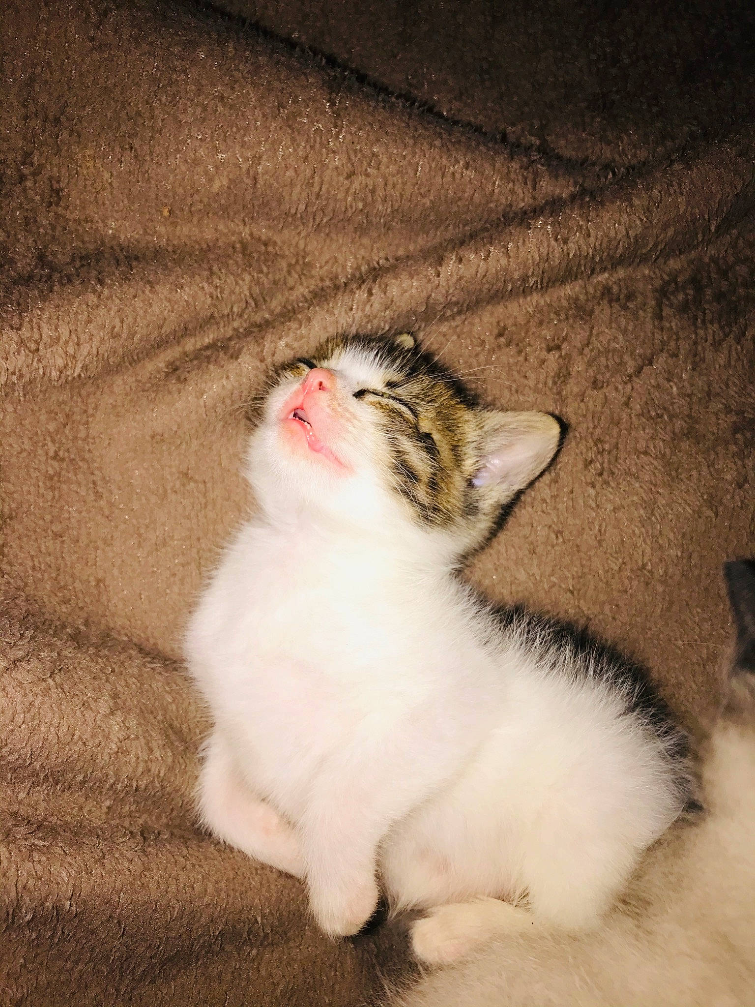 Bryn is registered to the contest to win money with this photo: aegean_cat, american_curl, asian, carnivore, cat, european_shorthair, fawn, felidae, fur, kitten, mammal, munchkin, norwegian_forest_cat, paw, polydactyl_cat, small_to_medium_sized_cats, tail, turkish_van, whiskers