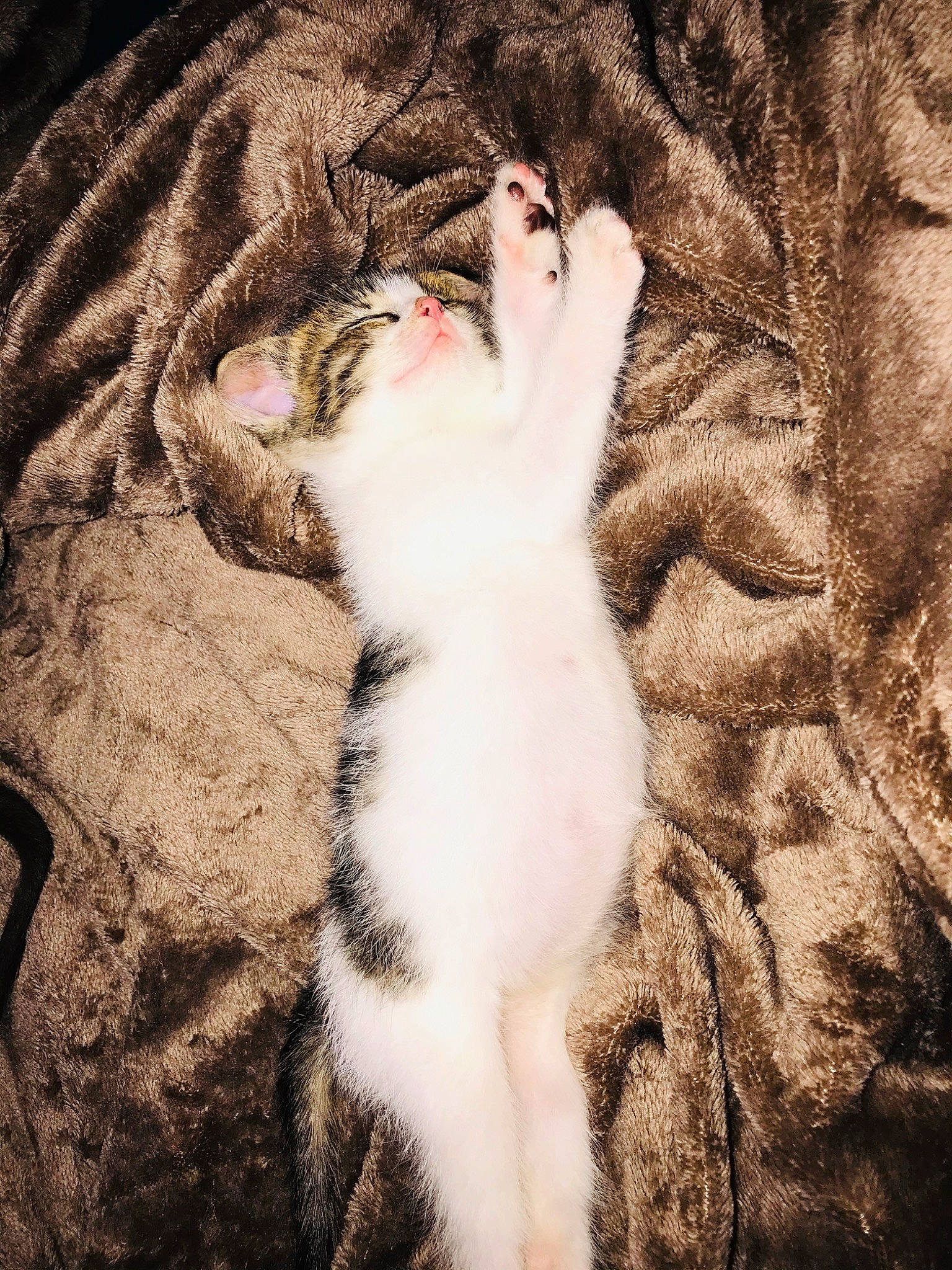 Bryn is registered to the contest to win money with this photo: aegean_cat, american_wirehair, asian, carnivore, cat, domestic_short_haired_cat, european_shorthair, felidae, fur, kitten, small_to_medium_sized_cats, tabby_cat, tail, whiskers