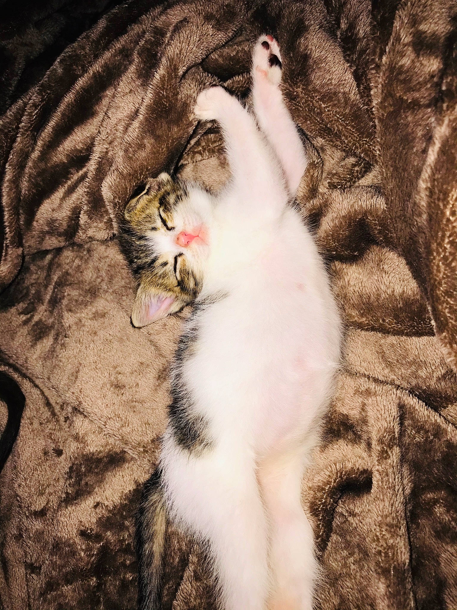 Bryn joined the competition — help win amazing prizes! aegean_cat, american_wirehair, asian, carnivore, cat, domestic_short_haired_cat, european_shorthair, eye, felidae, fur, leg, paw, polydactyl_cat, small_to_medium_sized_cats, tail, whiskers