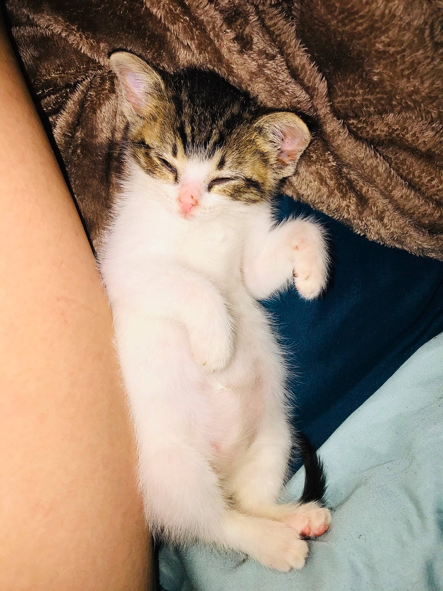 Bryn joined the competition — help win amazing prizes! aegean_cat, american_wirehair, asian, carnivore, cat, claw, domestic_short_haired_cat, ear, european_shorthair, fawn, felidae, fur, german_rex, kitten, leg, mammal, polydactyl_cat, skin, small_to_medium_sized_cats, whiskers