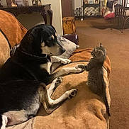 Luna joined the competition — help win amazing prizes! animal, blanket, brown, carpet, cat, companion, couch, cozy, cute, dog, domestic, friendship, furniture, indoor, kitten, living_room, mammal, paws, pet, touch