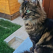 Minette a rejoint le concours — aidez-le/la à gagner de superbes lots ! cat, tabby, fluffy, green_eyes, animal, pet, feline, outdoor, grass, wooden_structure, blue_surface, sitting, profile_view, whiskers, tail, daylight, nature, fur, close_up, calm