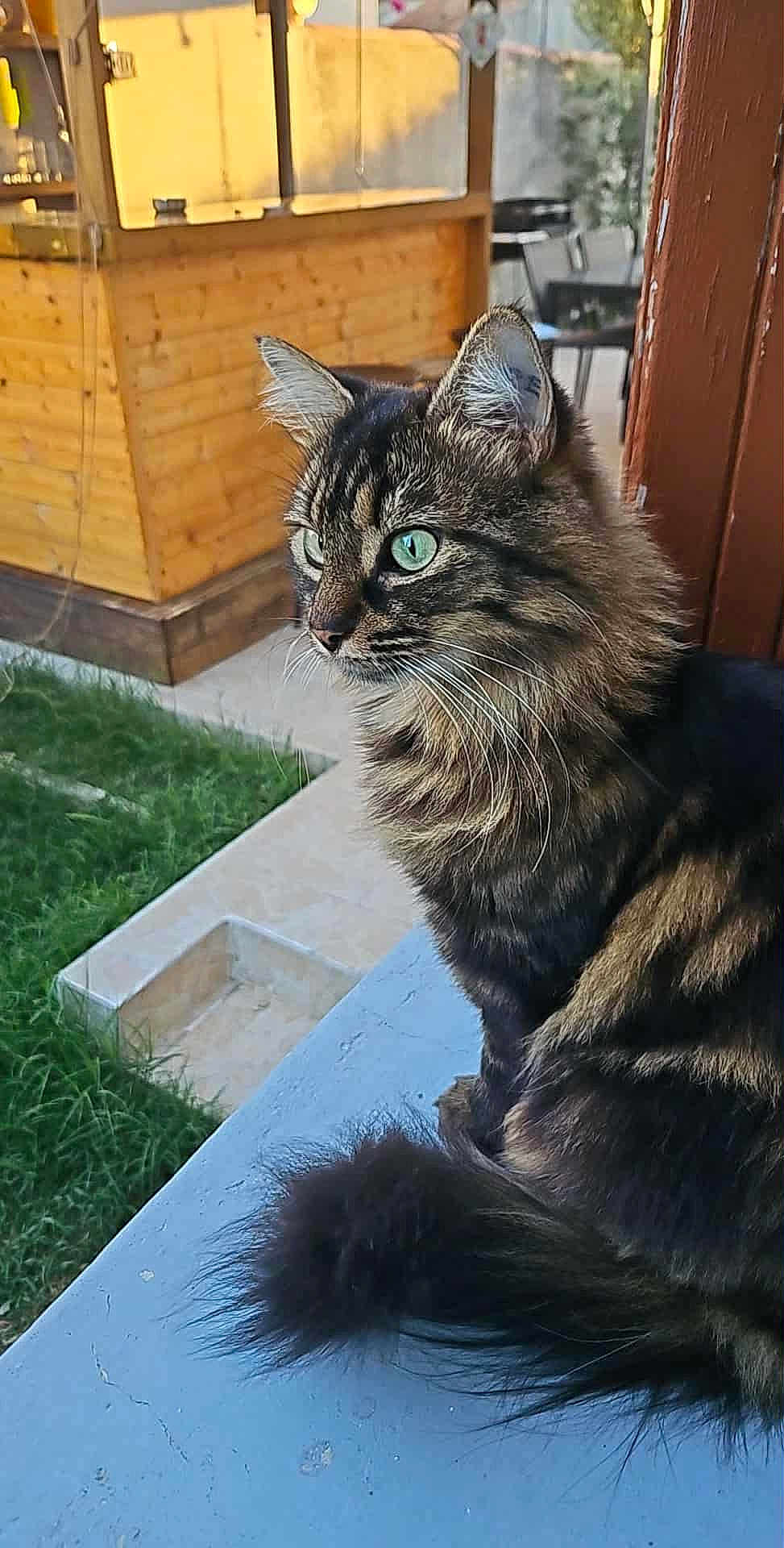 Minette a rejoint le concours — aidez-le/la à gagner de superbes lots ! cat, tabby, fluffy, green_eyes, animal, pet, feline, outdoor, grass, wooden_structure, blue_surface, sitting, profile_view, whiskers, tail, daylight, nature, fur, close_up, calm