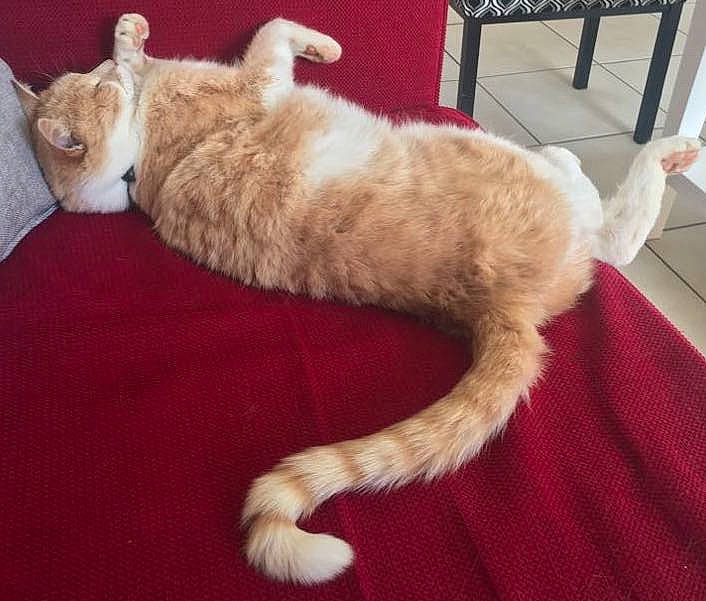 Guerlain a rejoint le concours — aidez-le/la à gagner de superbes lots ! carnivore, cat, chair, comfort, companion_dog, couch, dog_breed, domestic_short_haired_cat, fawn, felidae, flooring, fur, hardwood, paw, small_to_medium_sized_cats, sporting_group, tail, vehicle, whiskers, wood