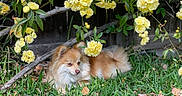 Athena joined the competition — help win amazing prizes! dog, grass, yellow_flowers, flowering_plant, outdoor, nature, pet, canine, leaf, garden, relaxing, brown_fur, small_dog, flora, greenery, summer, sunlight, peaceful, animal, cute