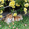 dog, grass, yellow_flowers, flowering_plant, outdoor, nature, pet, canine, leaf, garden, relaxing, brown_fur, small_dog, flora, greenery, summer, sunlight, peaceful, animal, cute