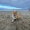 Athena joined the competition — help win amazing prizes! dog, beach, sand, ocean, cloudy_sky, water, person, barefoot, walking, happy, canine, outdoor, nature, animal, coast, shoreline, fur, pet, daytime, scenic