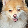 Athena is registered to the contest to win money with this photo: dog, pomeranian, fluffy, pet, smiling, cute, fur, animal, canine, portrait, domestic_animal, friendly, closeup, face, ears, nose, mouth, indoor, happy, small_dog